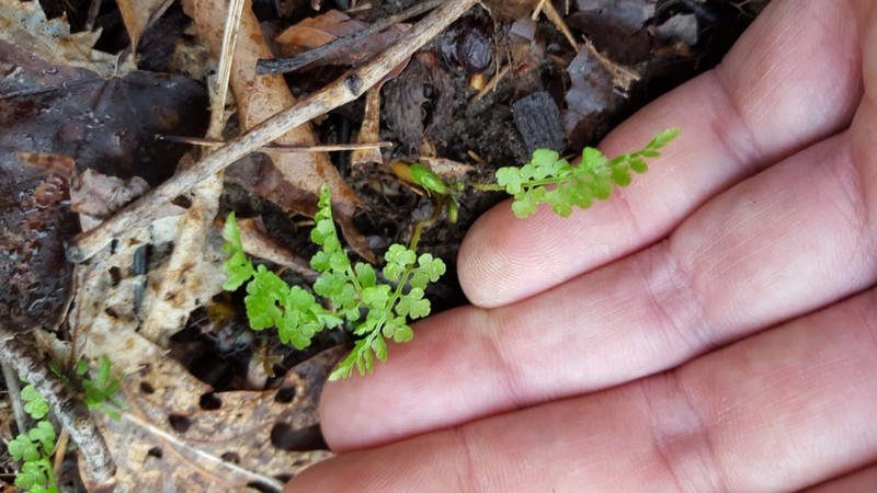 Lowland Bladderfern photo 2