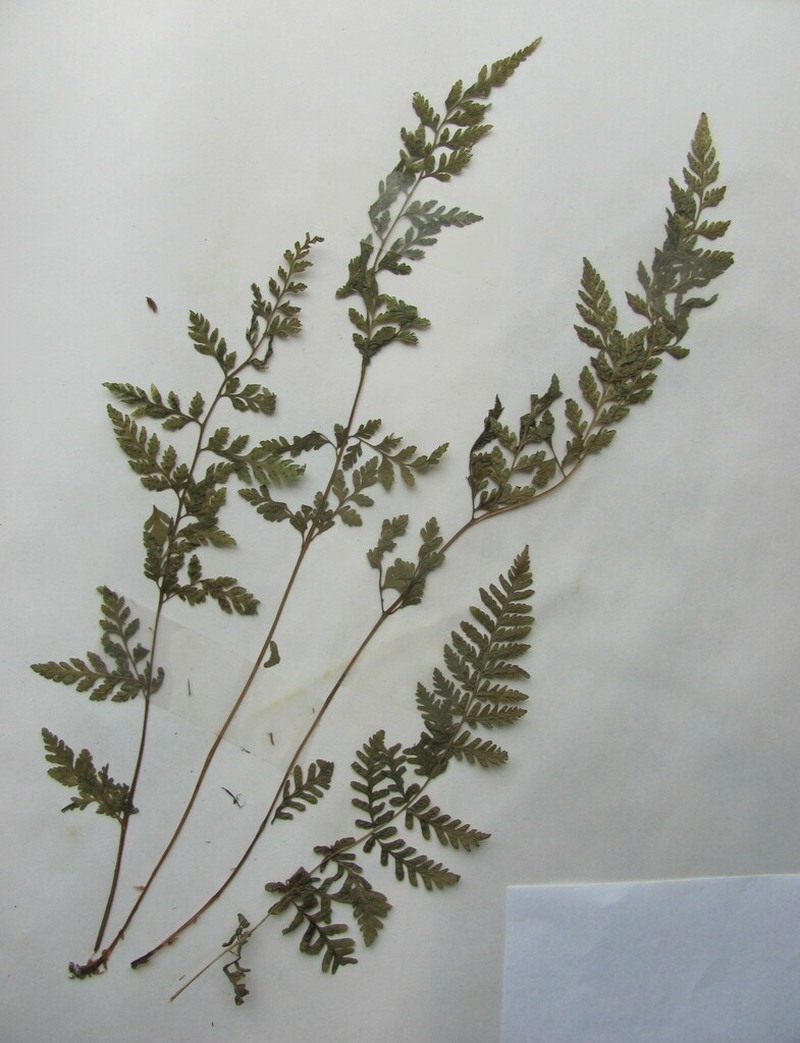Lowland Bladderfern photo 3