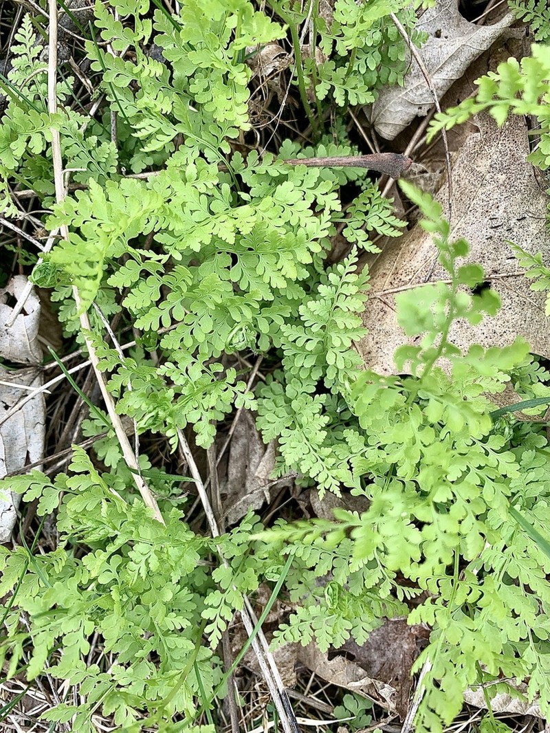 Lowland Bladderfern photo 4