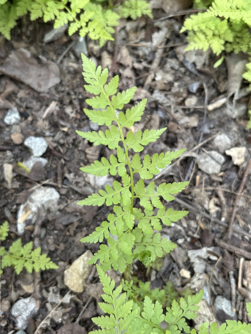 Lowland Bladderfern photo 5