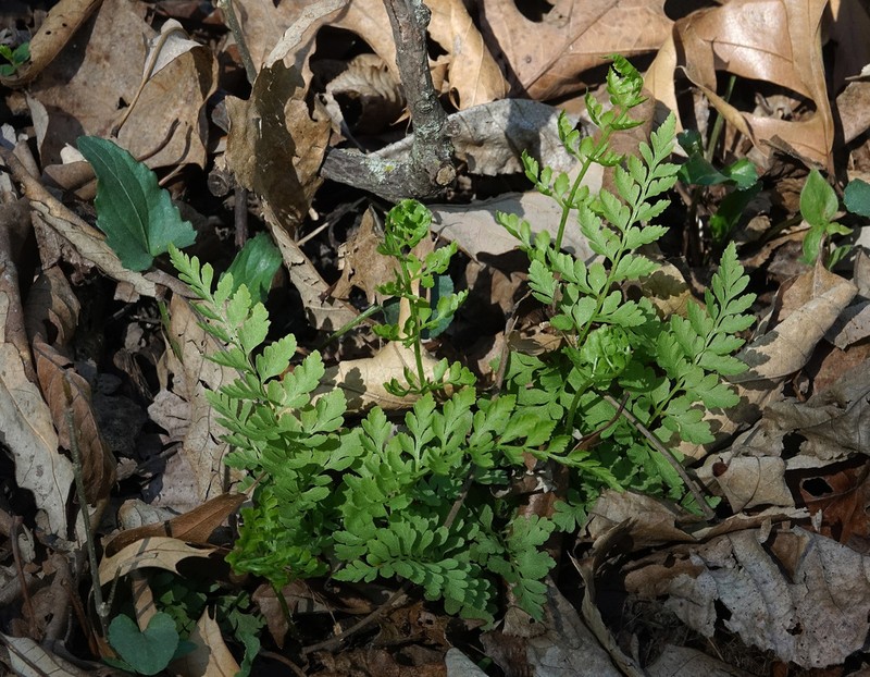 Lowland Bladderfern photo 6