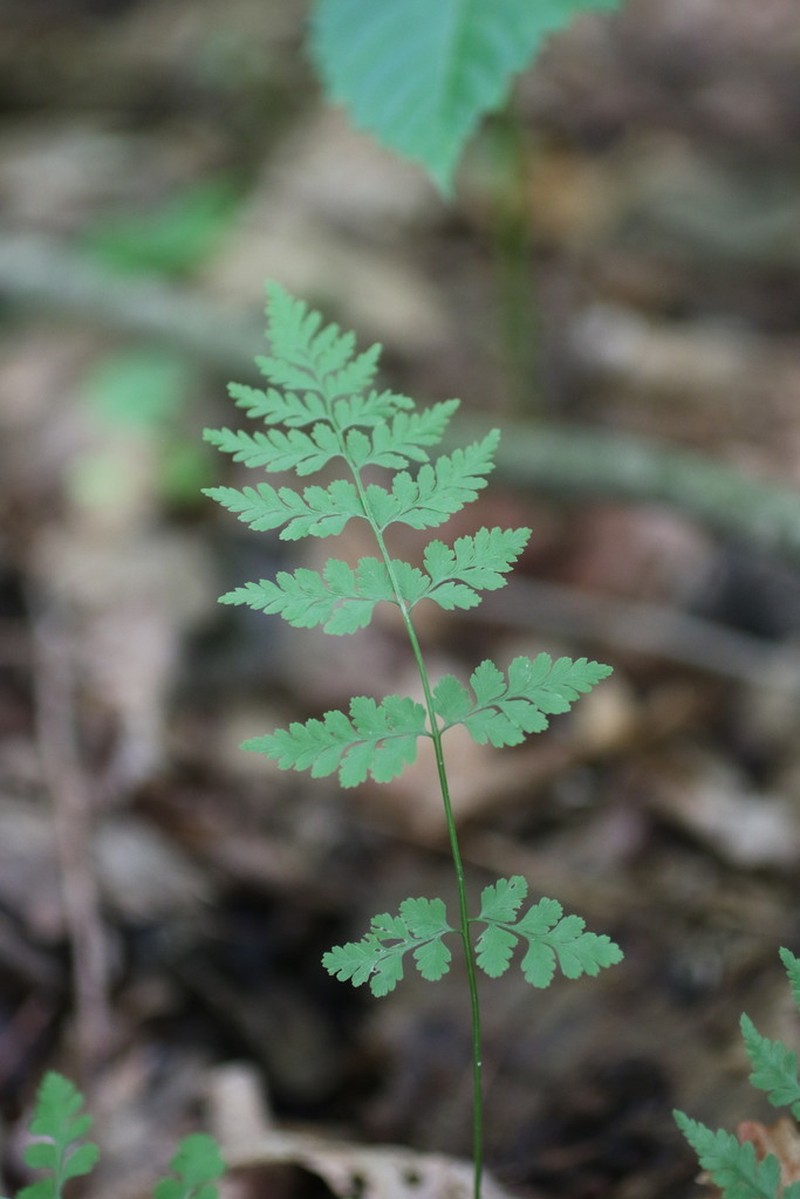 Lowland Bladderfern photo 8