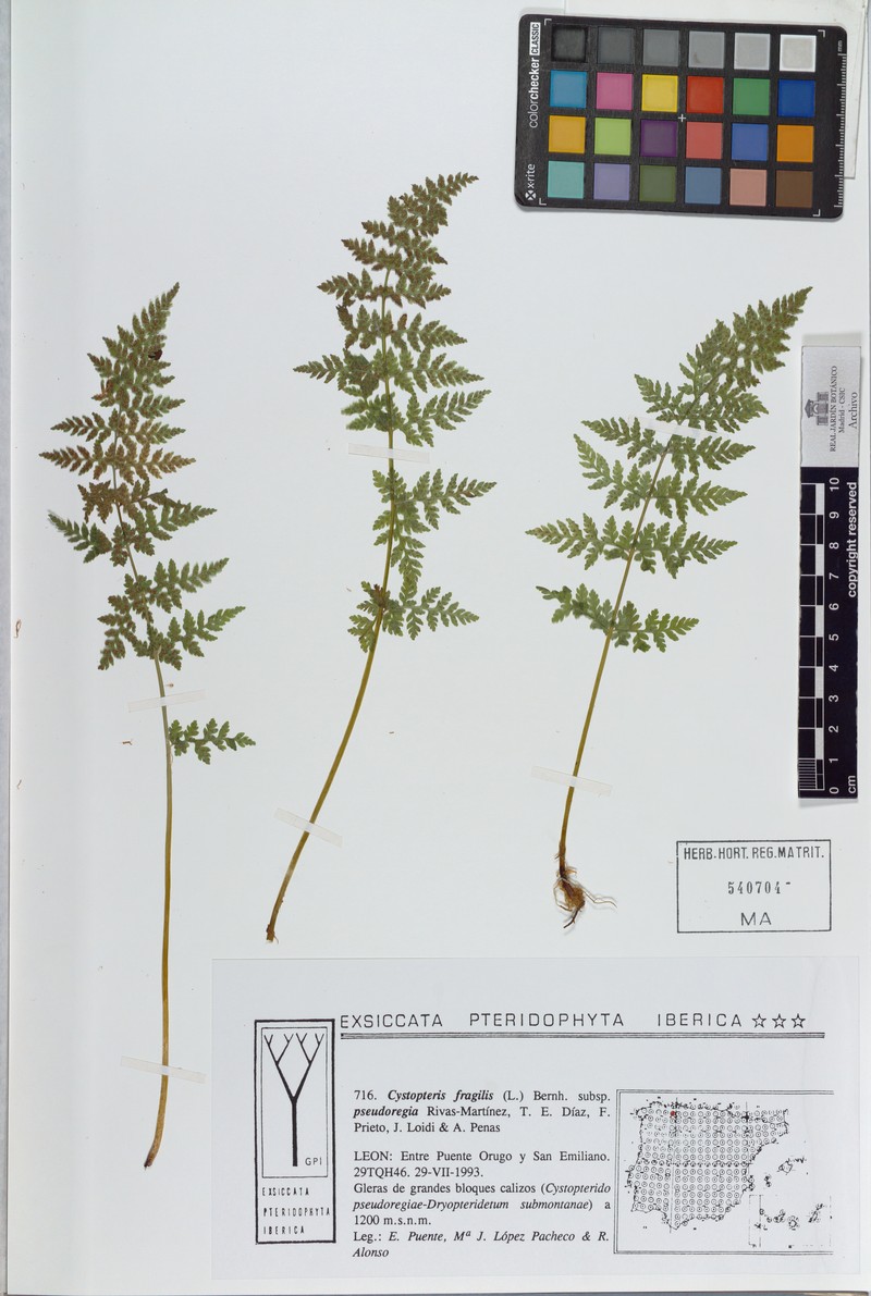 Cystopteris pseudoregia