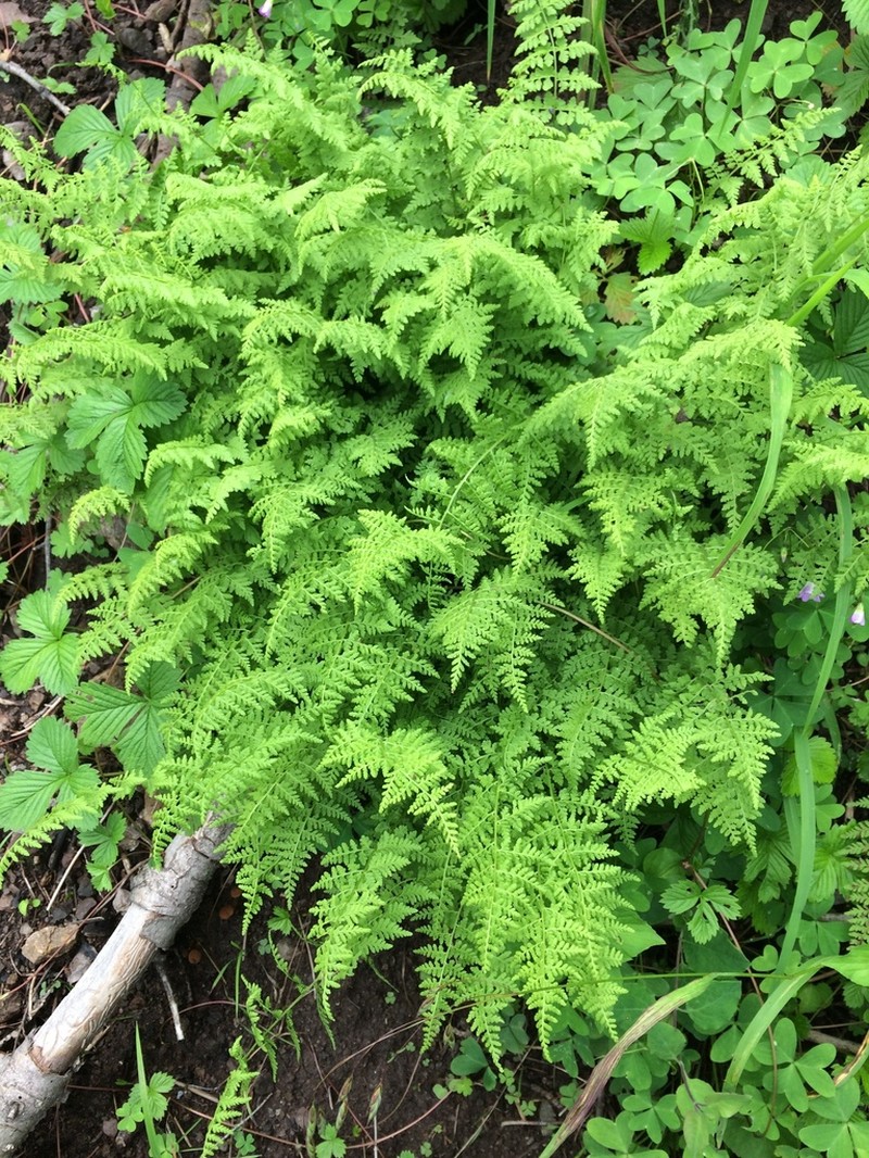Reeves' Bladderfern