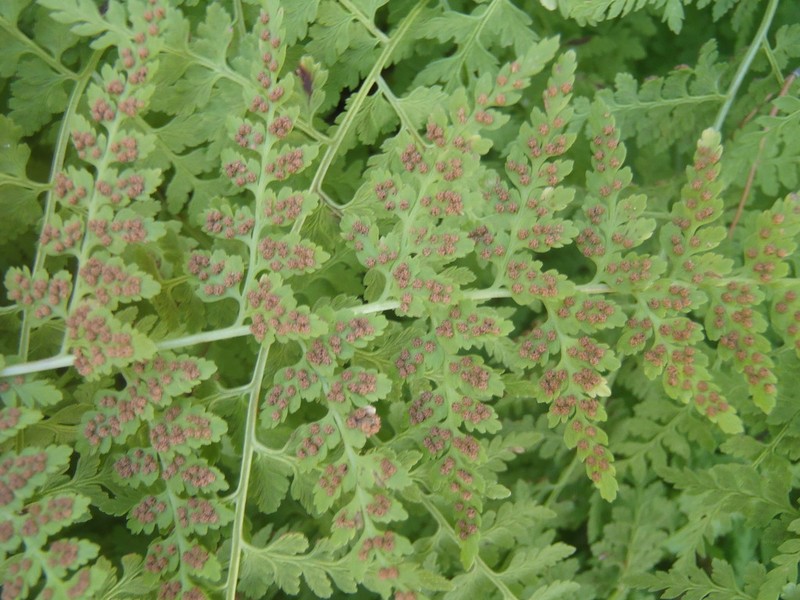 Reeves' Bladderfern photo 2