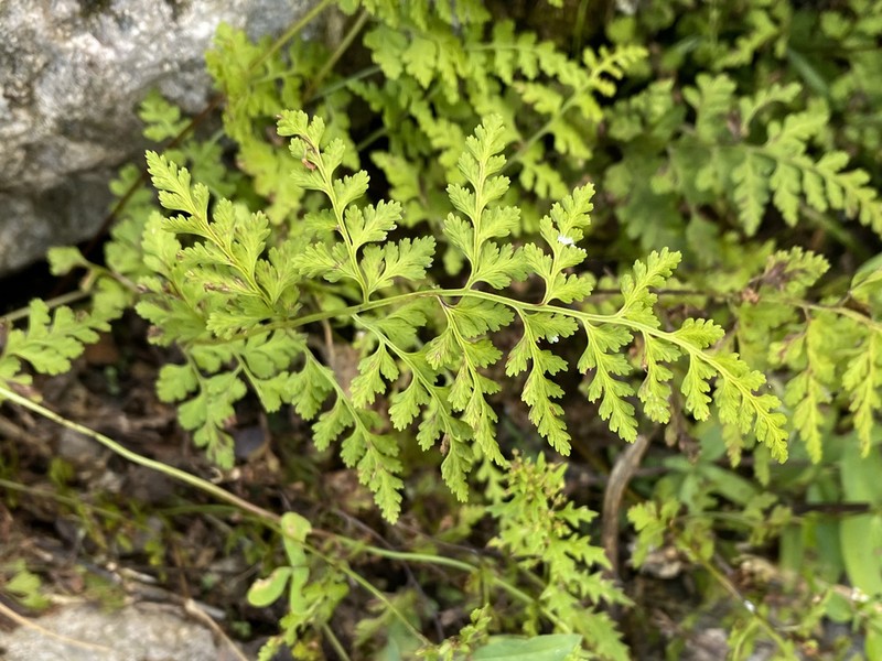 Reeves' Bladderfern photo 3