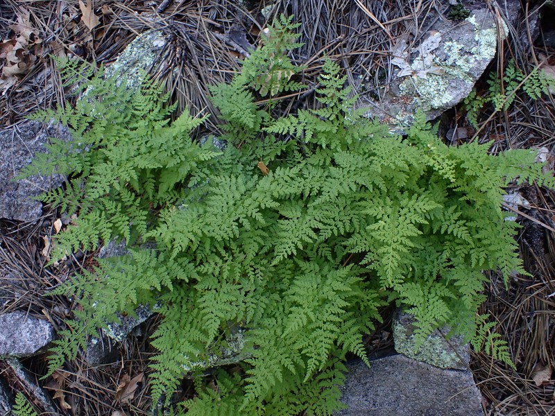 Reeves' Bladderfern photo 4