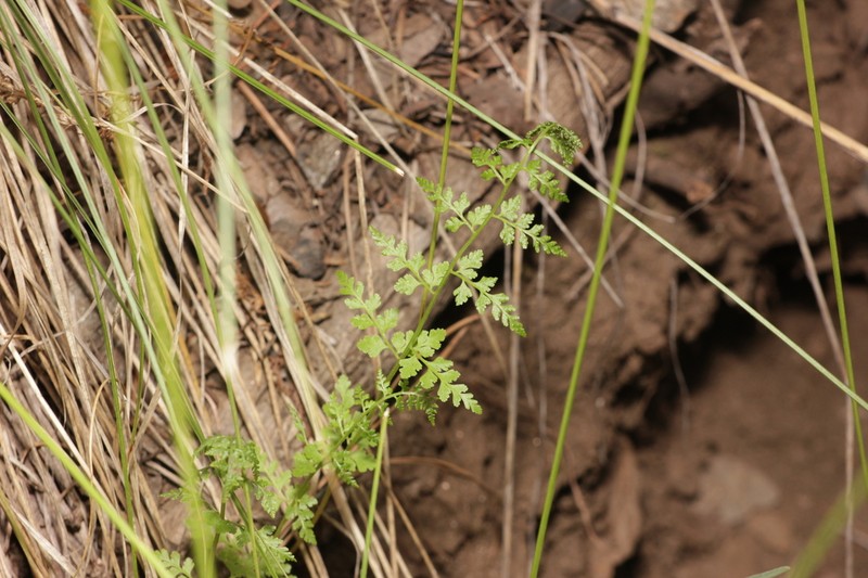 Reeves' Bladderfern photo 5