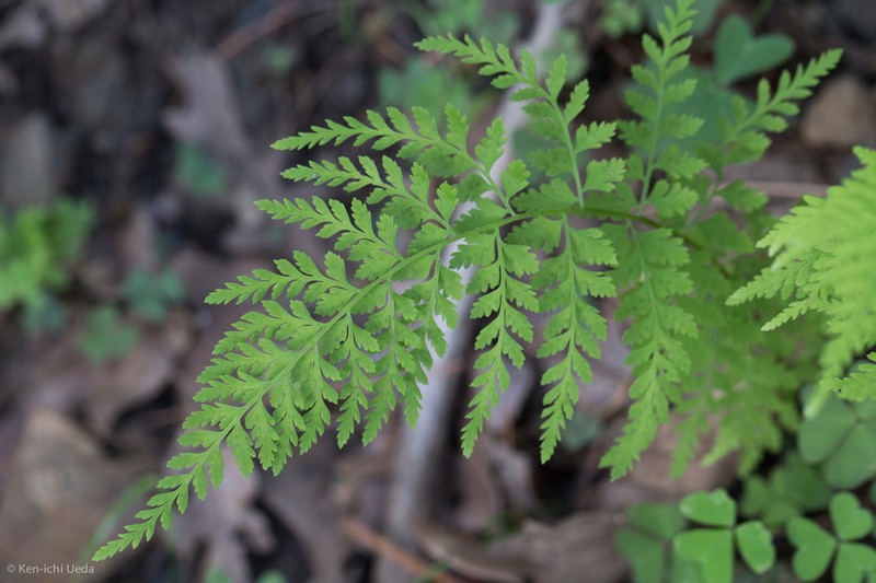 Reeves' Bladderfern photo 6