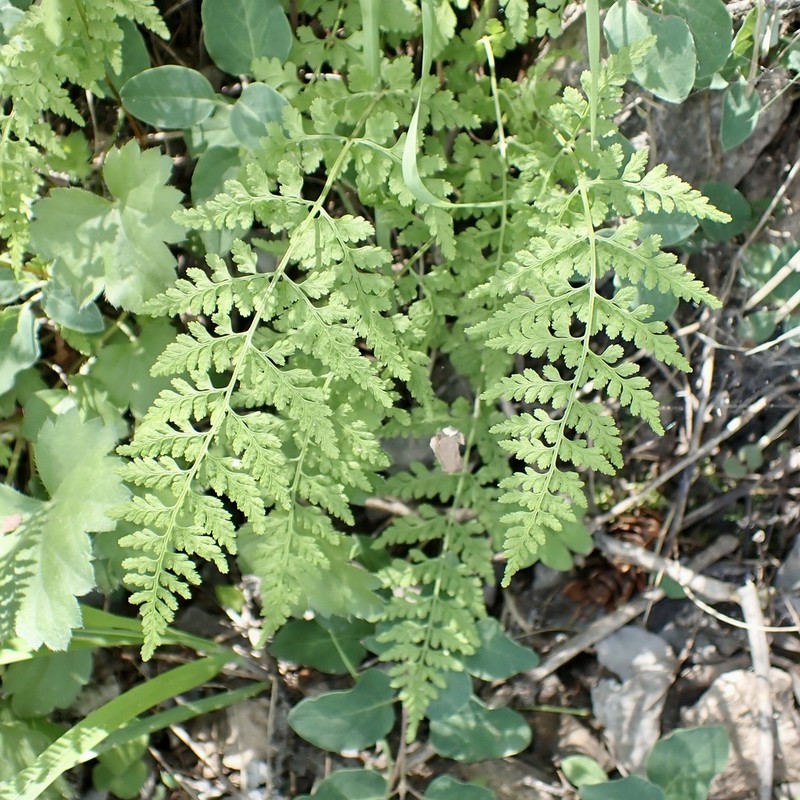 Reeves' Bladderfern photo 7