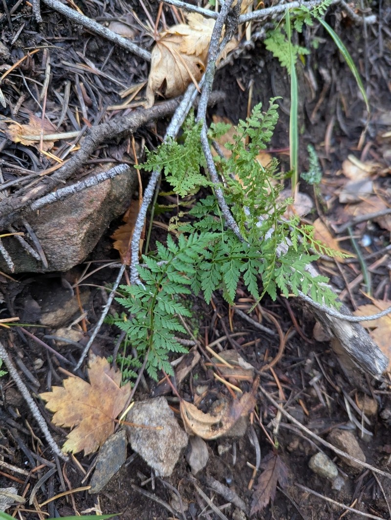 Reeves' Bladderfern photo 8