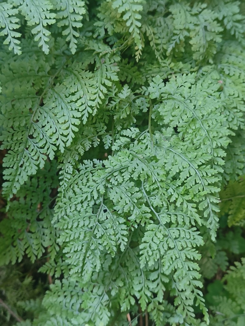 Cystopteris sudetica