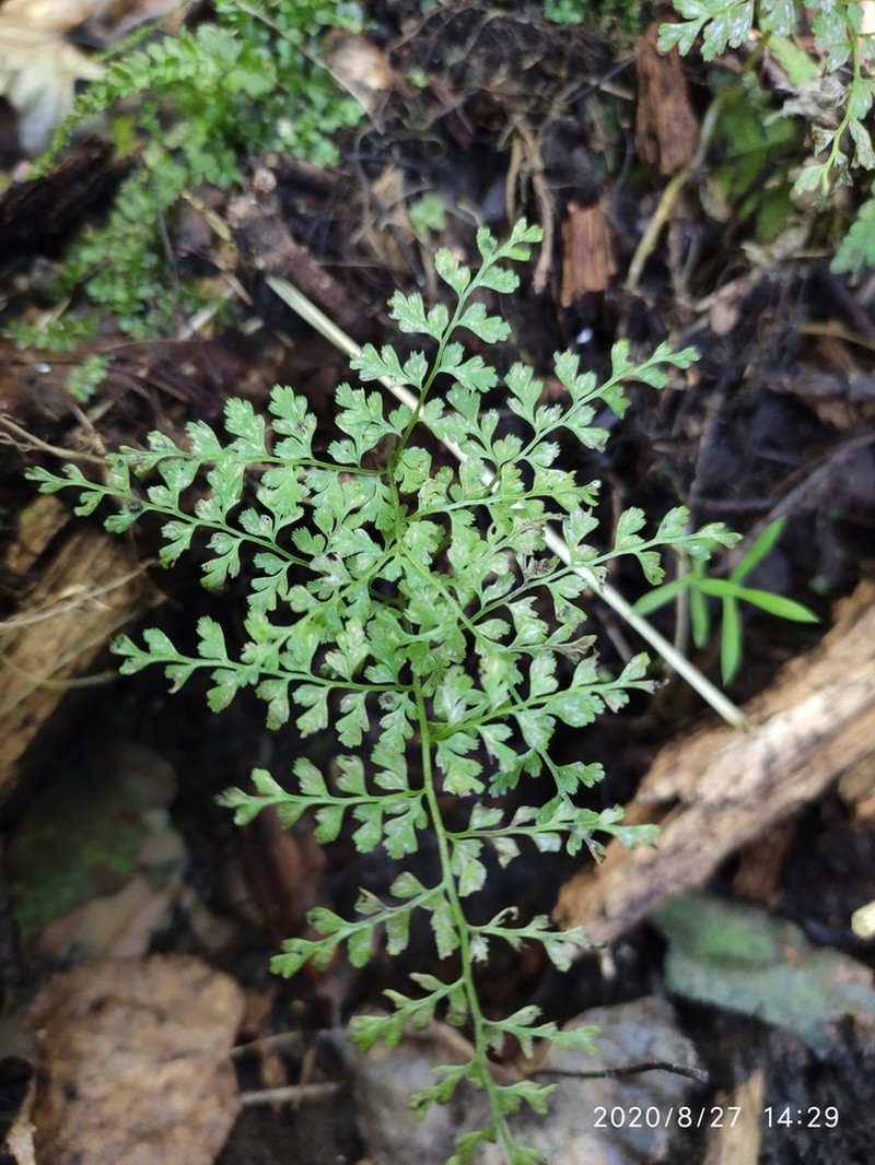 Cystopteris sudetica photo 2