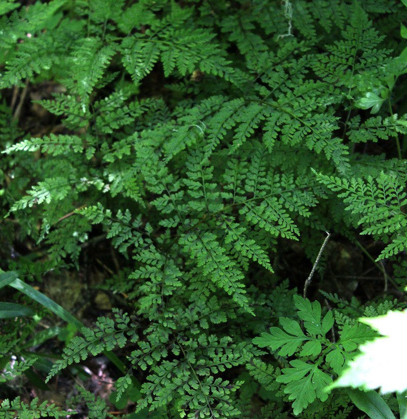 Cystopteris sudetica photo 3