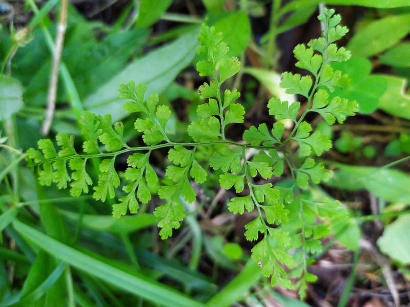 Cystopteris sudetica photo 4