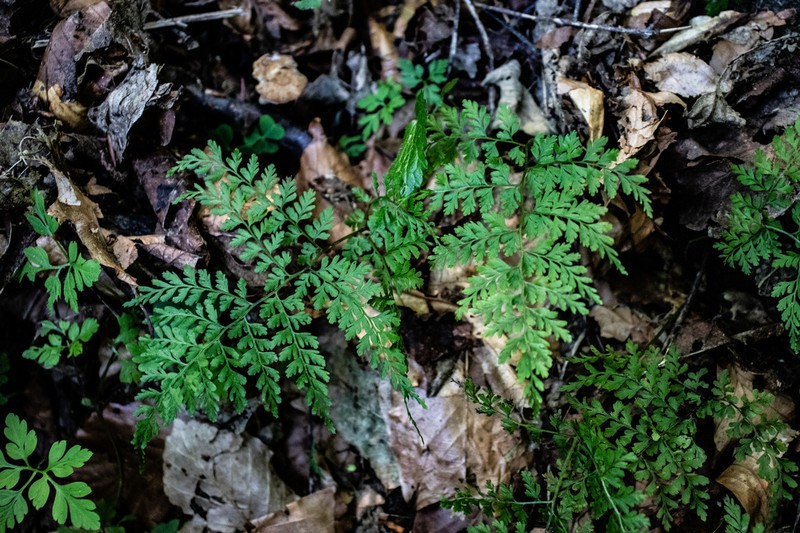 Cystopteris sudetica photo 5