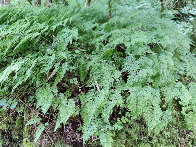 Cystopteris sudetica photo 6