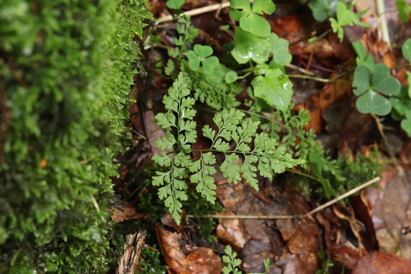 Cystopteris sudetica photo 8