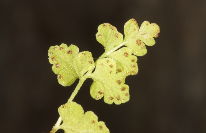 Cystopteris tasmanica
