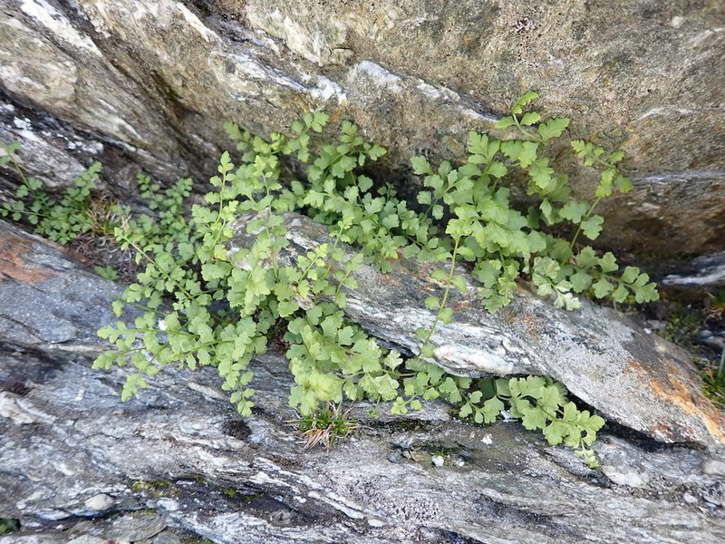 Cystopteris tasmanica photo 2