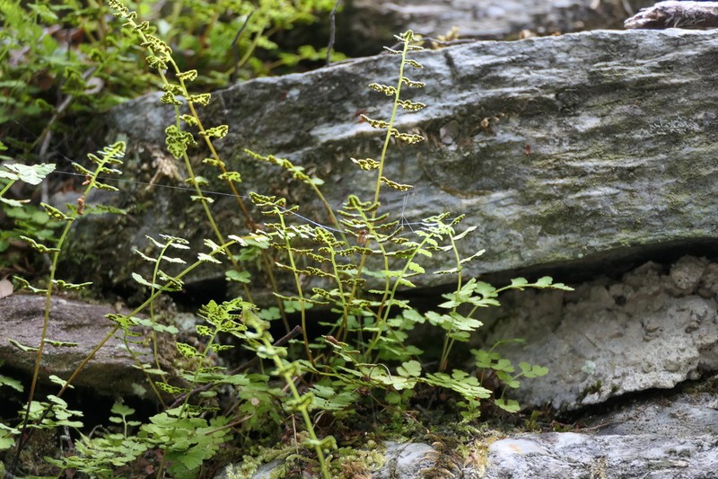Cystopteris tasmanica photo 3