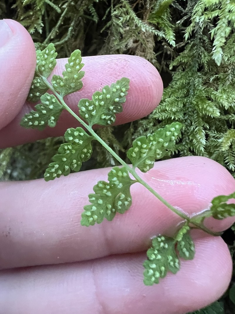 Cystopteris tasmanica photo 4