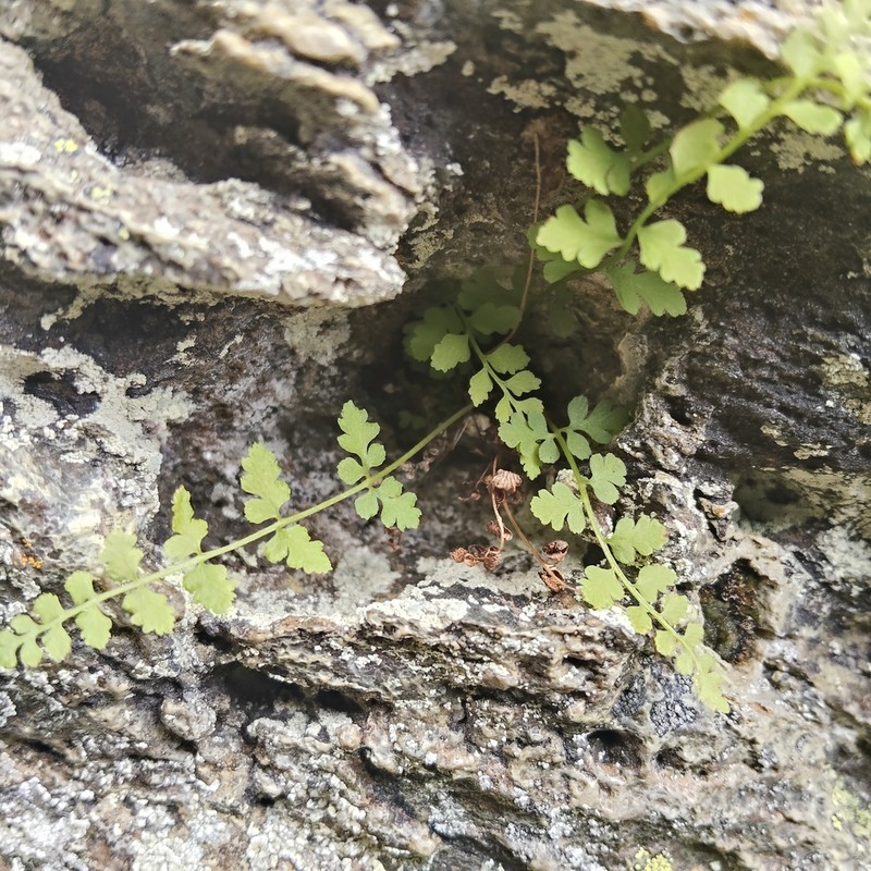 Cystopteris tasmanica photo 5