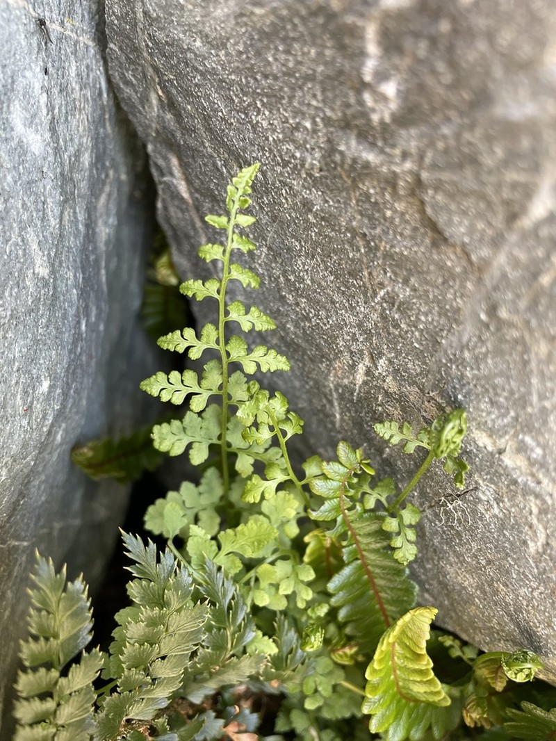 Cystopteris tasmanica photo 6