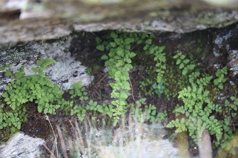 Cystopteris tasmanica photo 7
