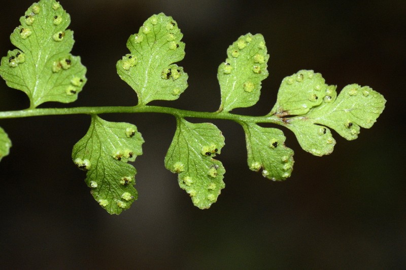 Cystopteris tasmanica photo 8