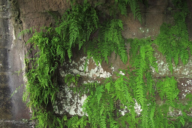 Tennessee Bladderfern