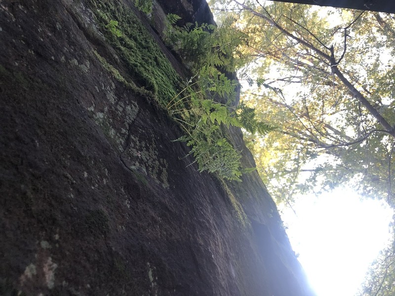 Tennessee Bladderfern photo 2