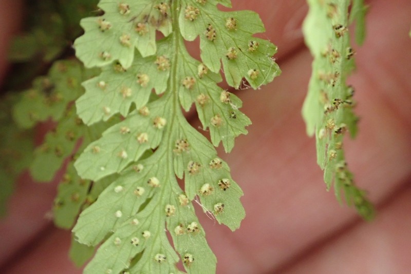 Tennessee Bladderfern photo 3