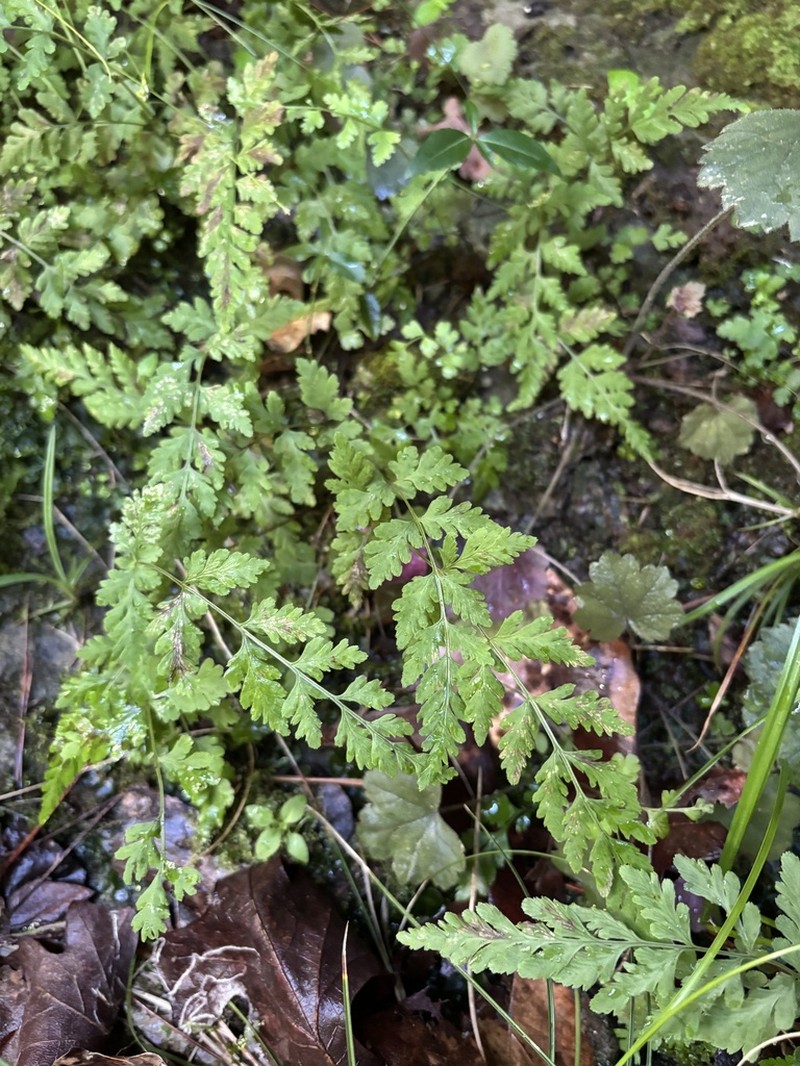 Tennessee Bladderfern photo 4