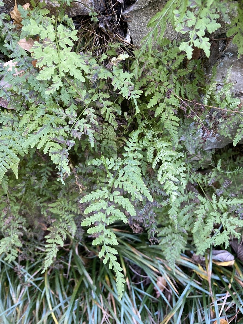 Tennessee Bladderfern photo 5
