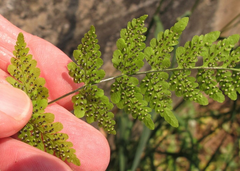 Tennessee Bladderfern photo 6