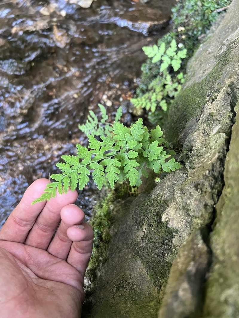 Tennessee Bladderfern photo 7