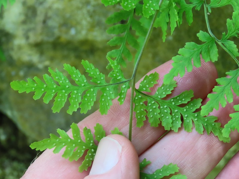 Tennessee Bladderfern photo 8