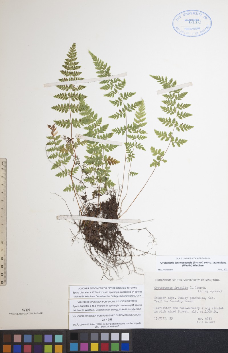 St. Lawrence Bladderfern