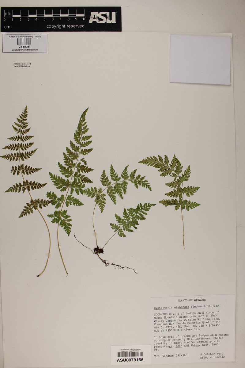 Utah Bladderfern