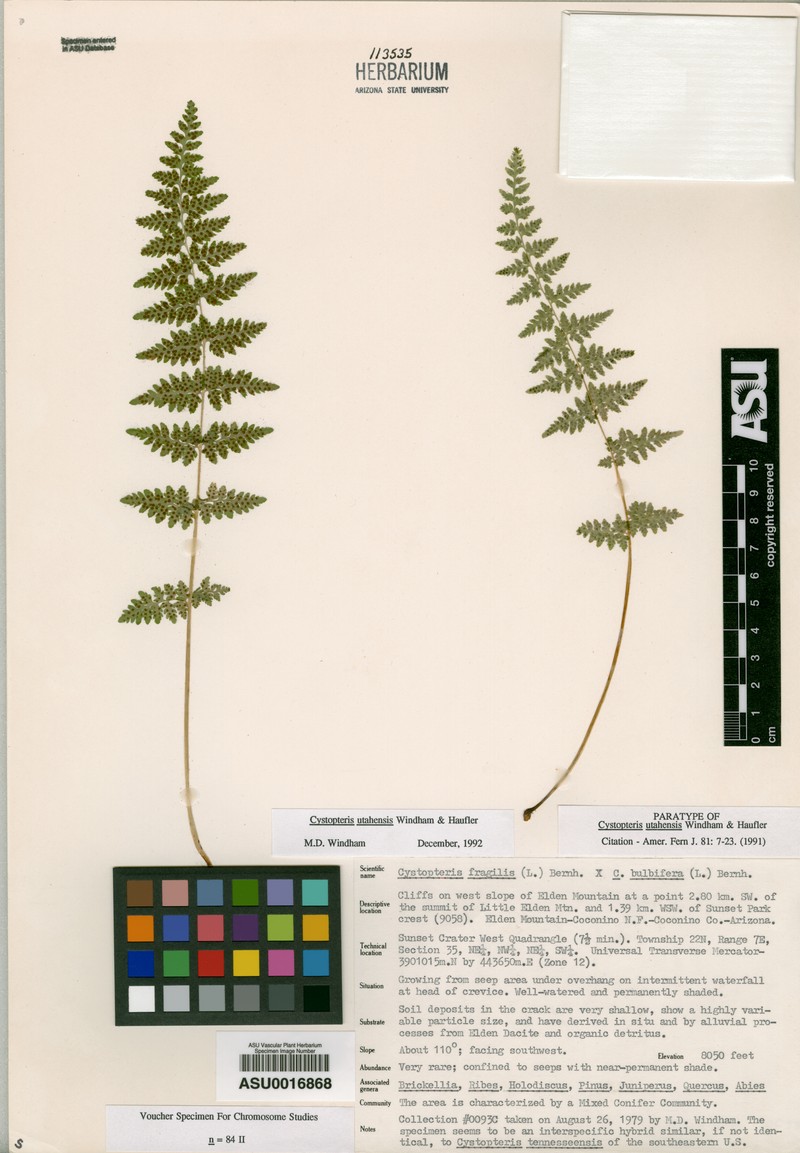 Utah Bladderfern photo 2