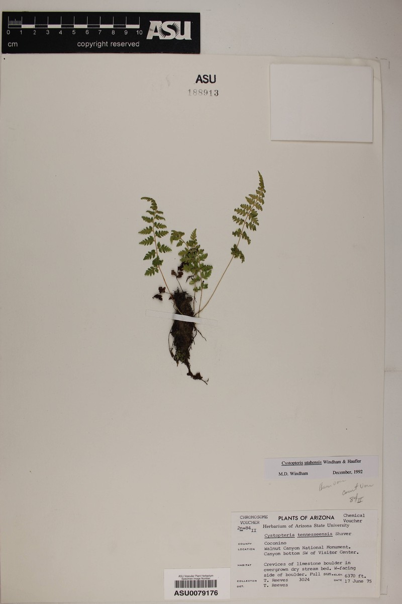 Utah Bladderfern photo 3