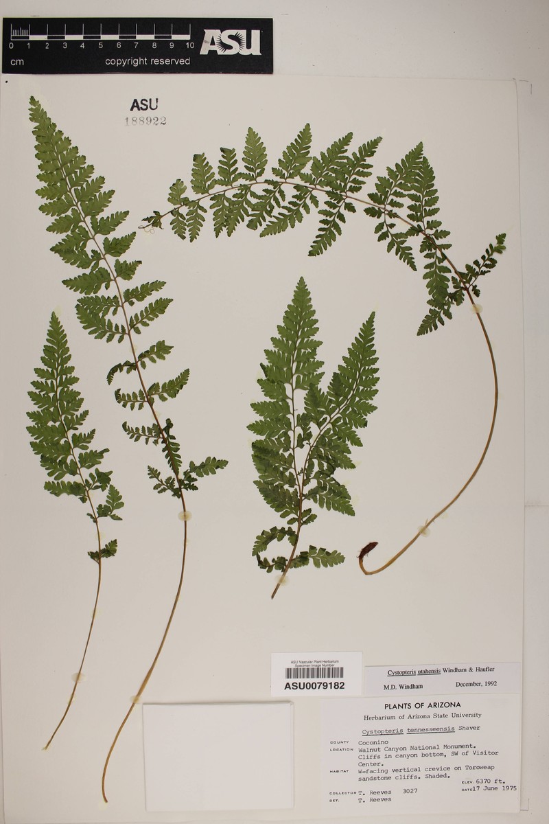 Utah Bladderfern photo 4