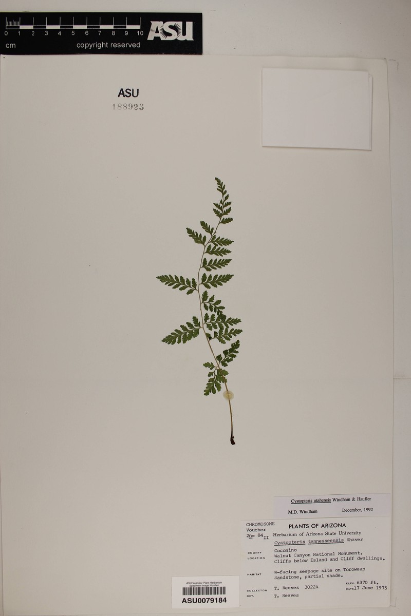 Utah Bladderfern photo 5