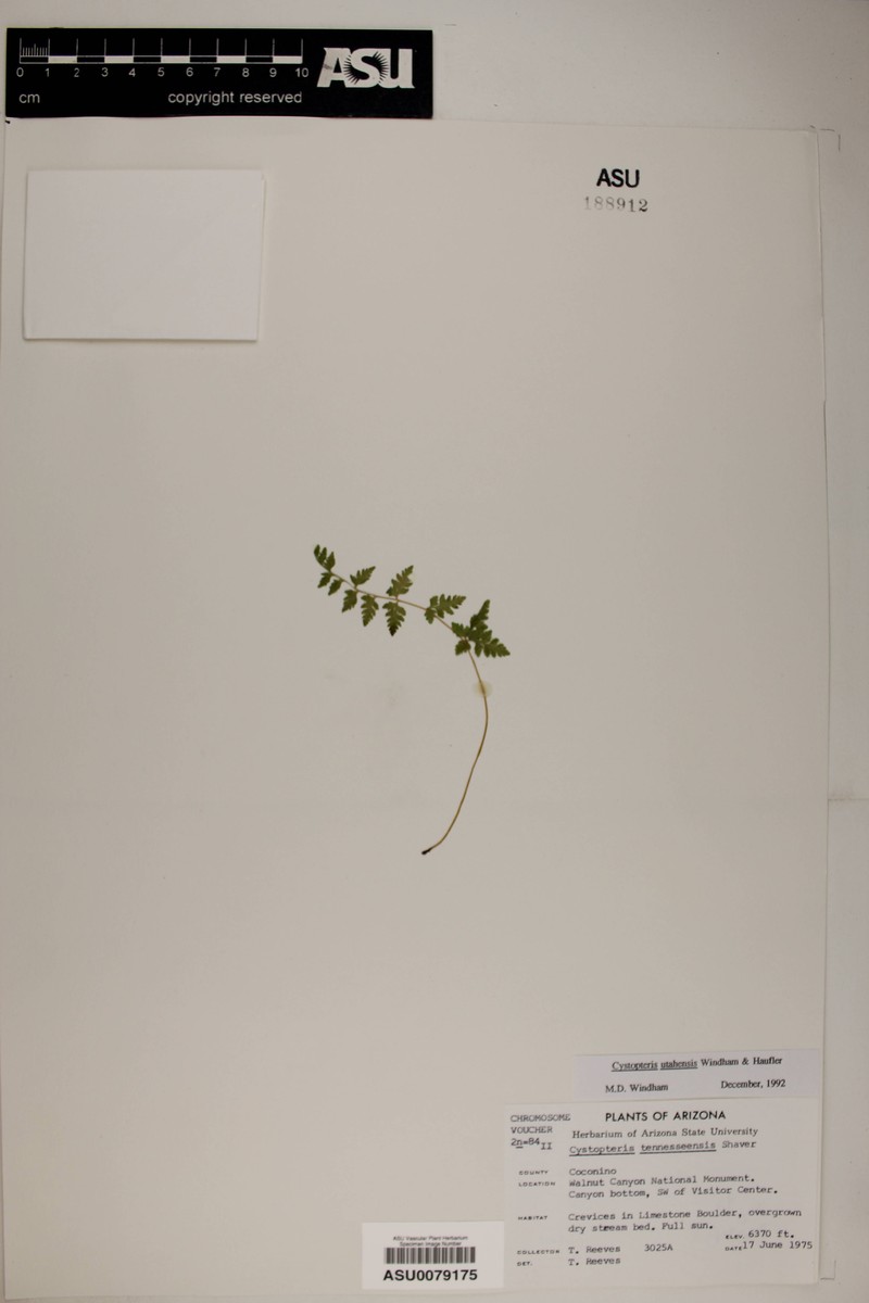 Utah Bladderfern photo 6