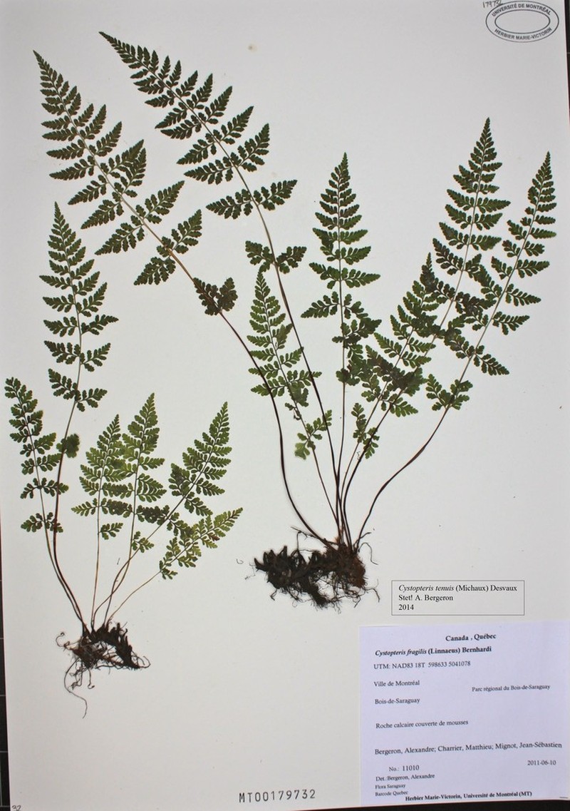 Upland Brittle Bladderfern