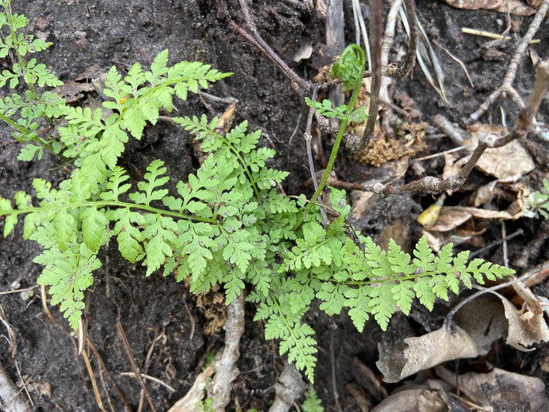 Upland Brittle Bladderfern photo 2