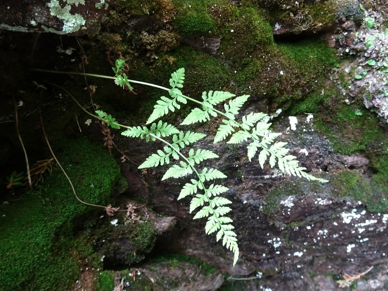 Upland Brittle Bladderfern photo 3