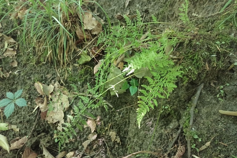 Upland Brittle Bladderfern photo 4