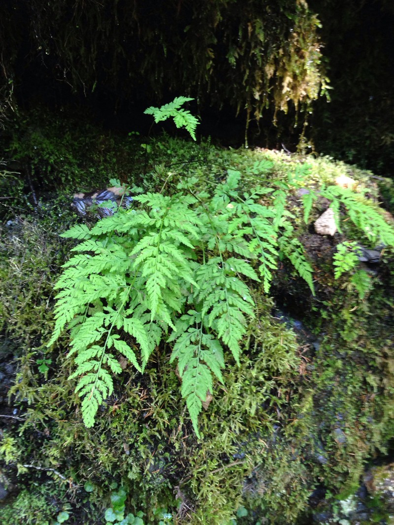 Upland Brittle Bladderfern photo 5